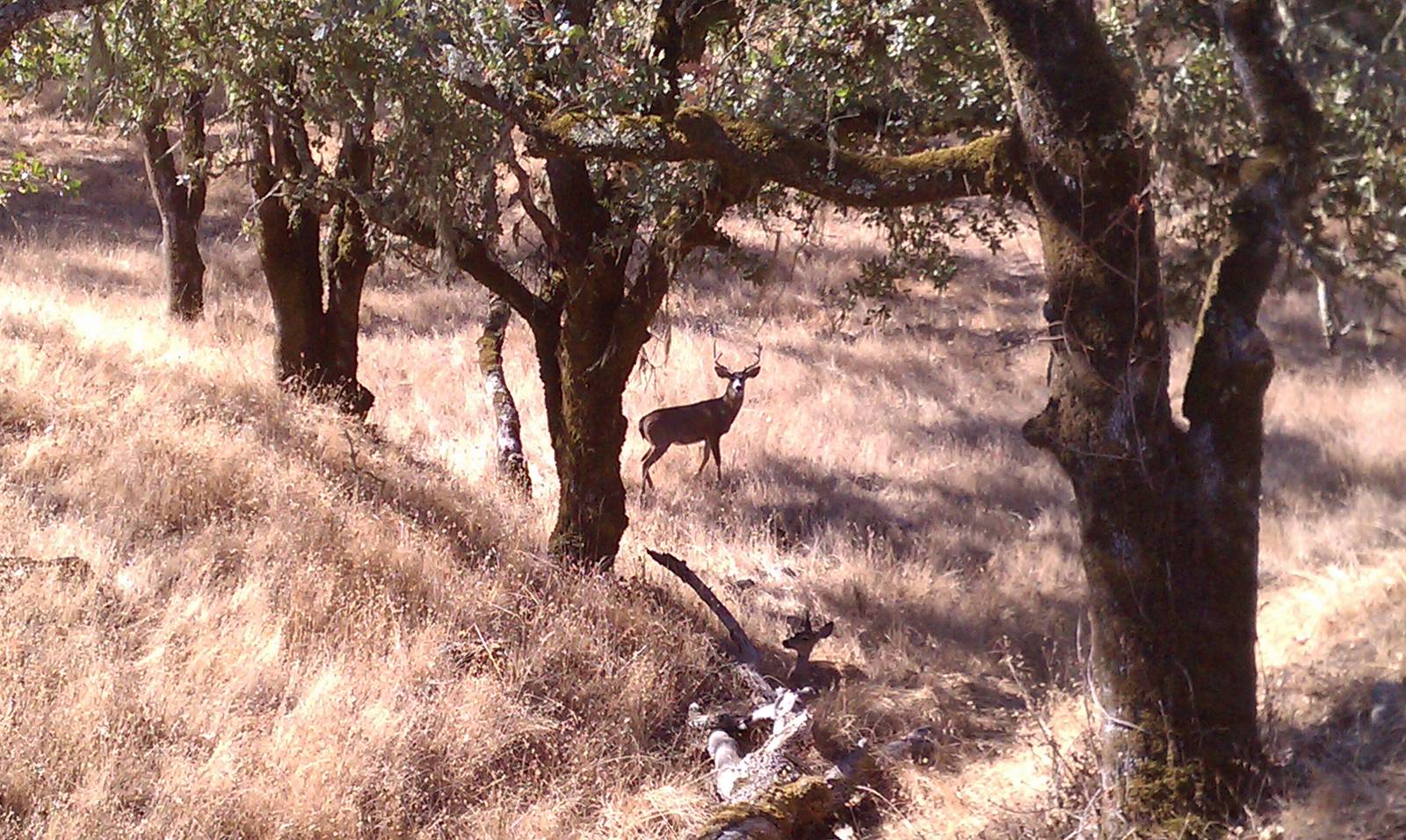 Columbian Black-tailed Deer
