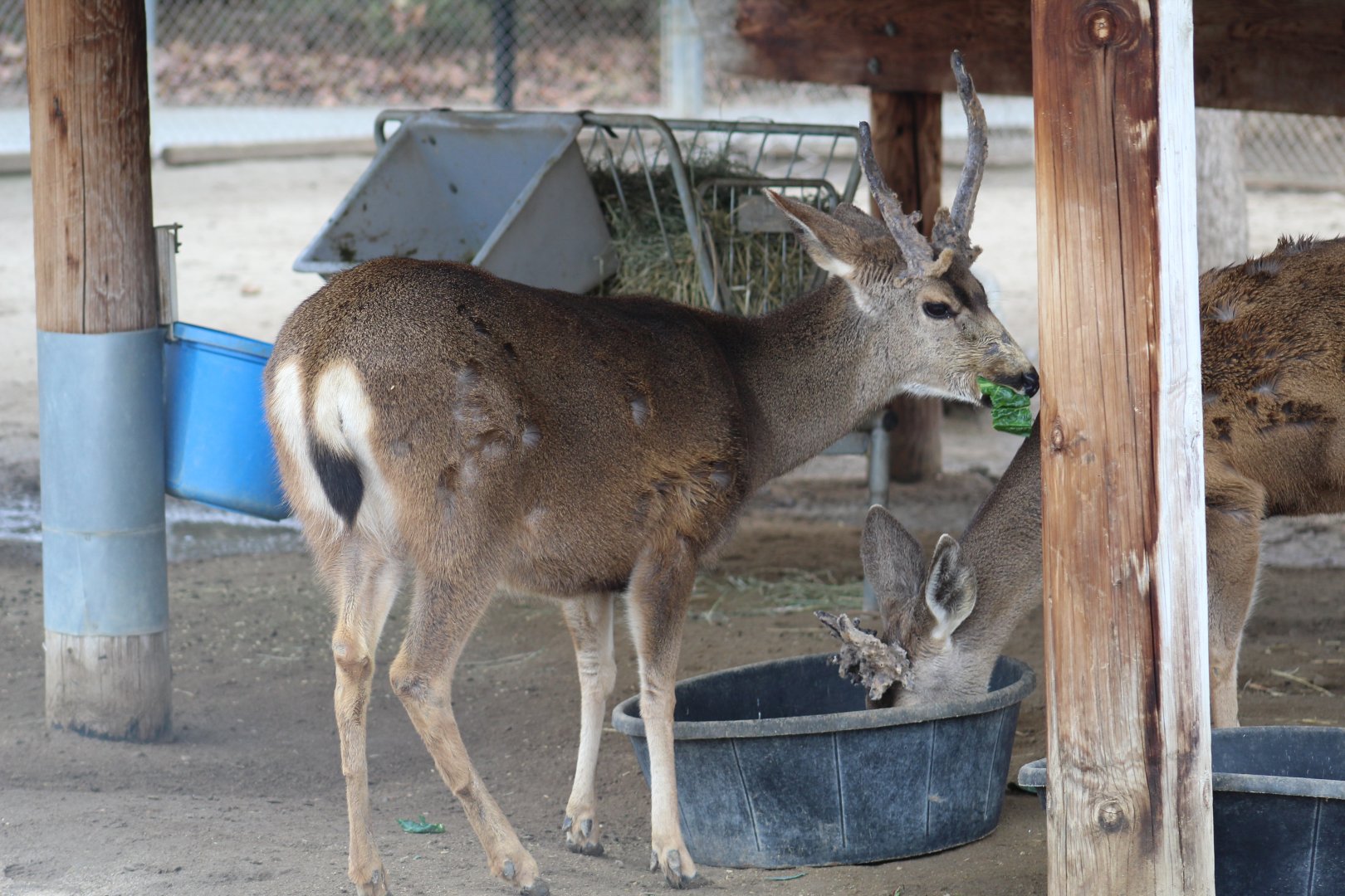 Columbian Black-Tailed Deer