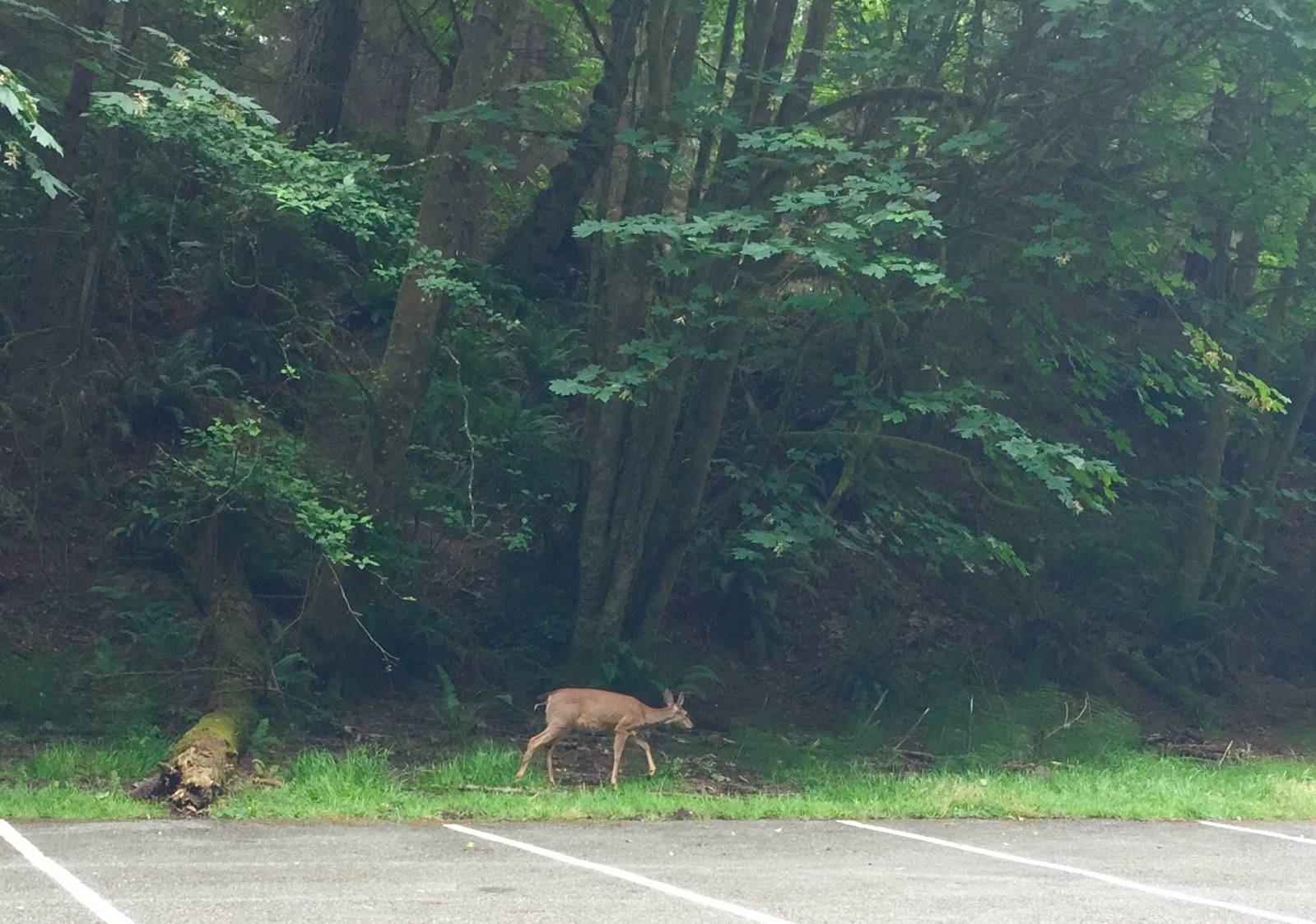 Columbian Blacktail Deer - Washington