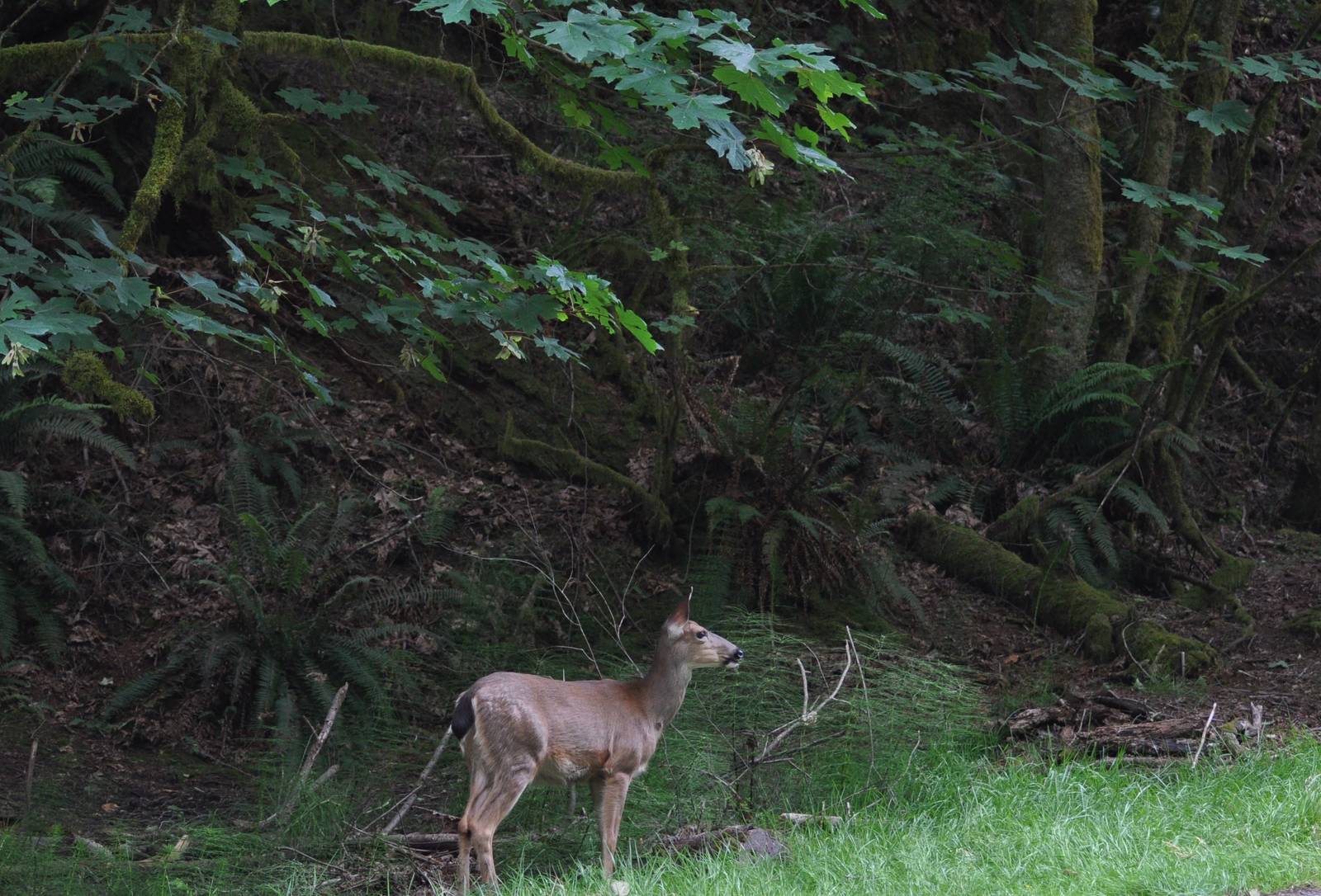 Columbian Blacktailed Deer and Rainforest Habitat - Washington