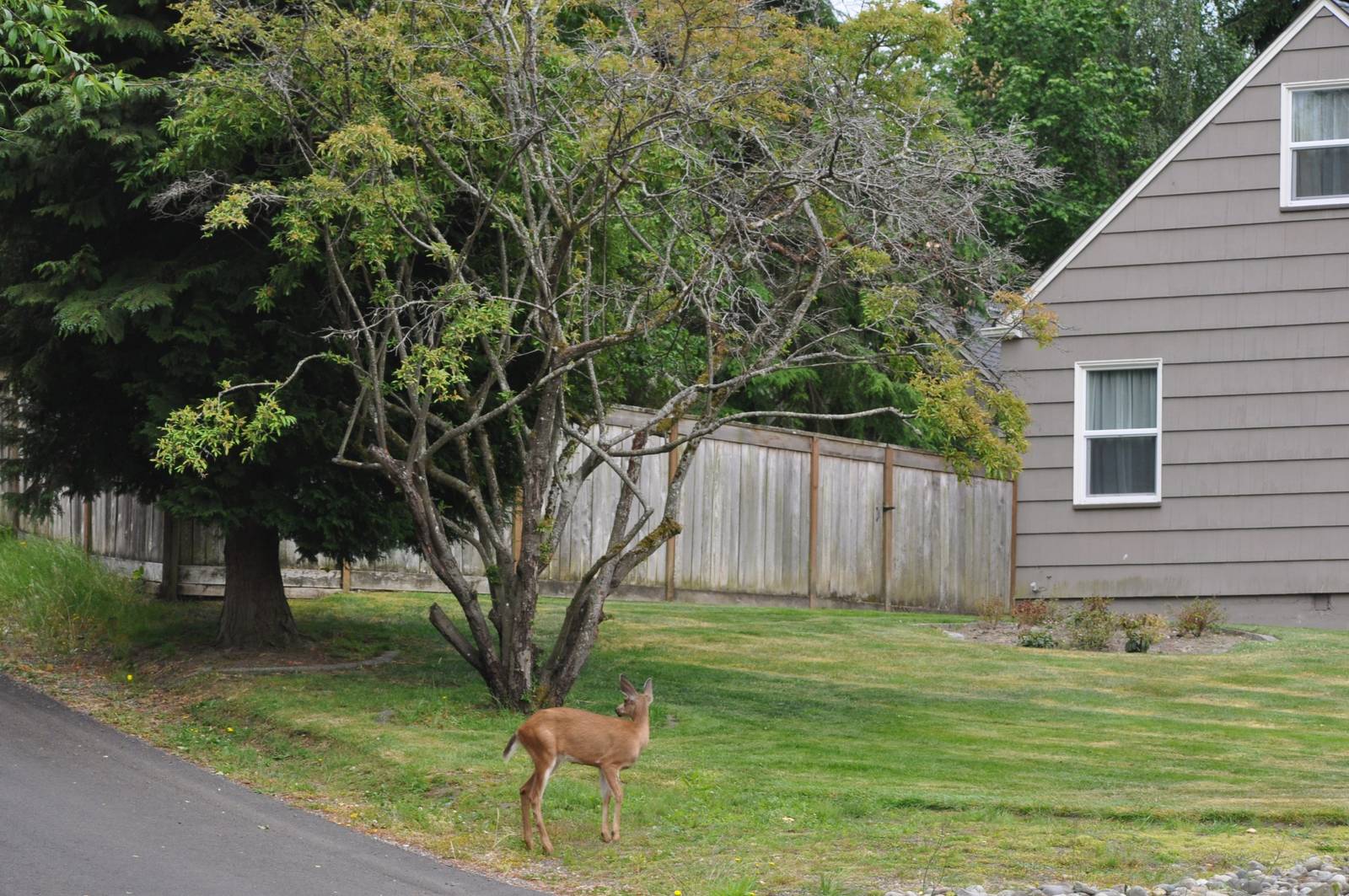 Columbian Blacktailed Deer in Urban Habitat - Tacoma Washington