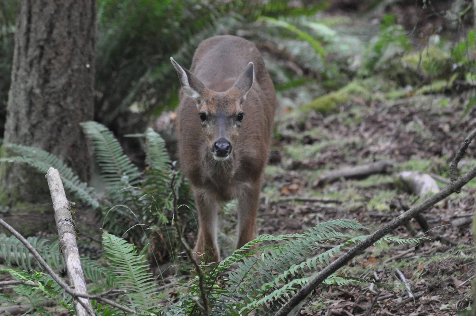 Columbian Blacktailed Deer - Washington