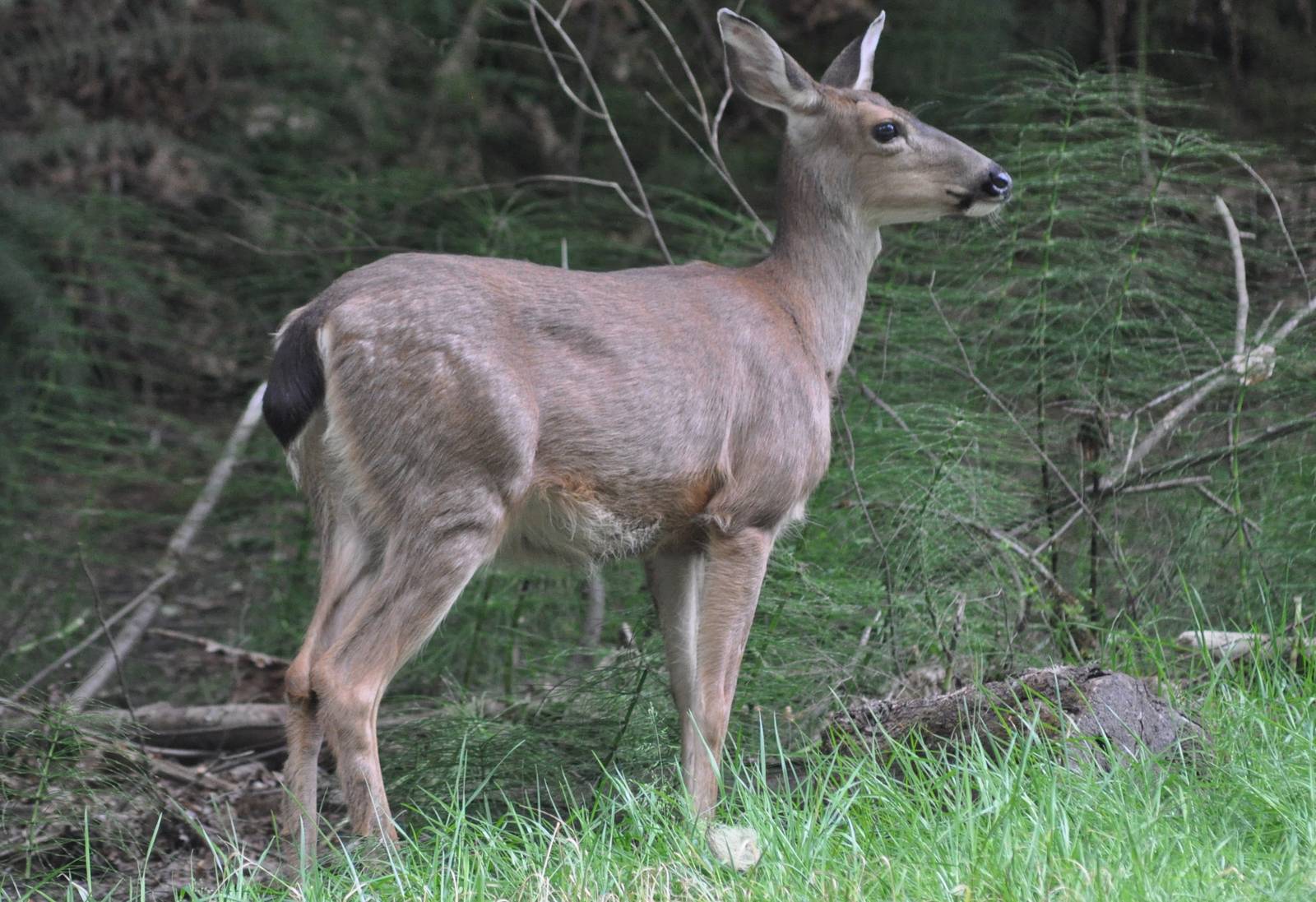 Columbian Blacktailed Deer - Washington