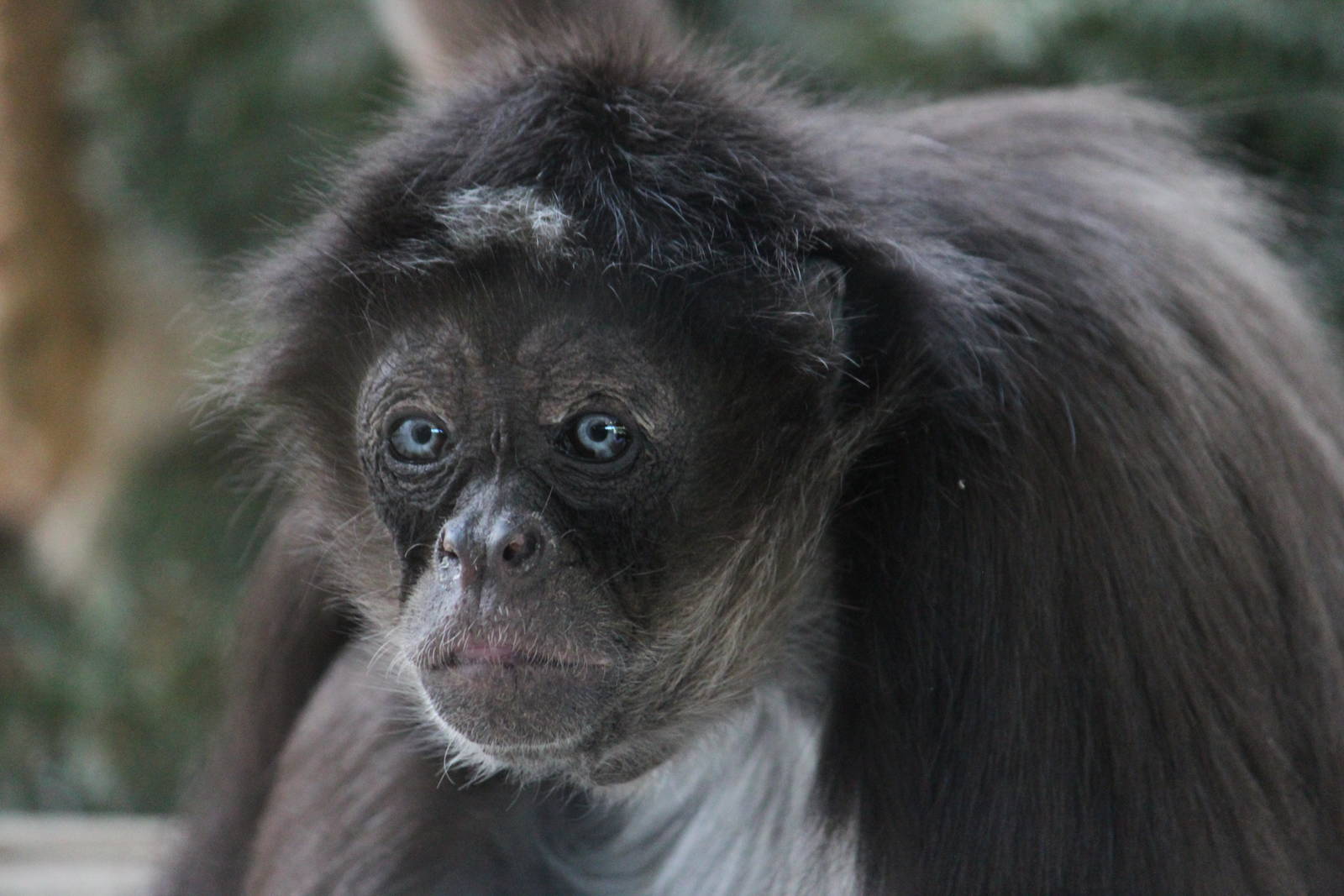 Columbian brown spider monkey