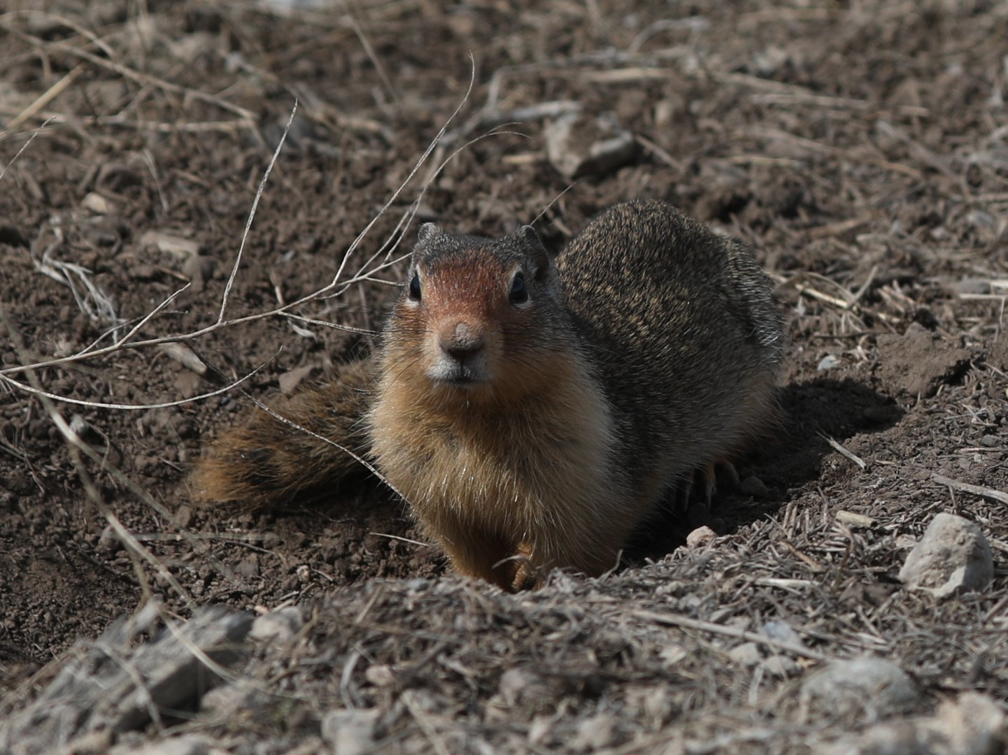 Columbian Ground Squirrel (Urocitellus columbianus)