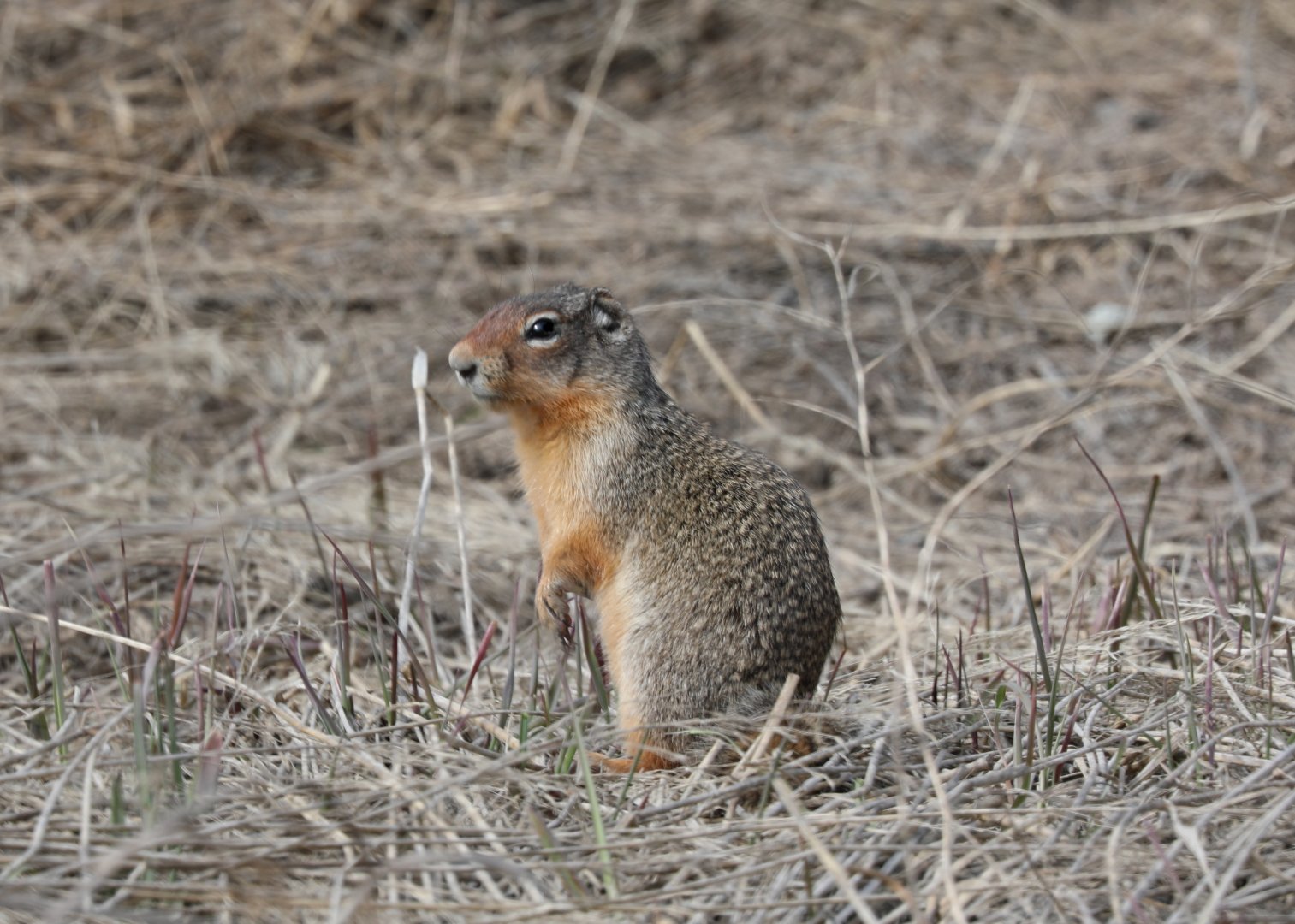Columbian Ground Squirrel (Urocitellus columbianus)