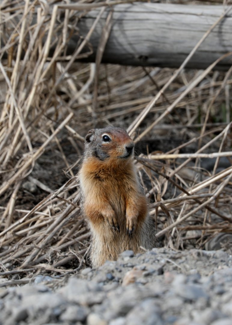 Columbian Ground Squirrel (Urocitellus columbianus)