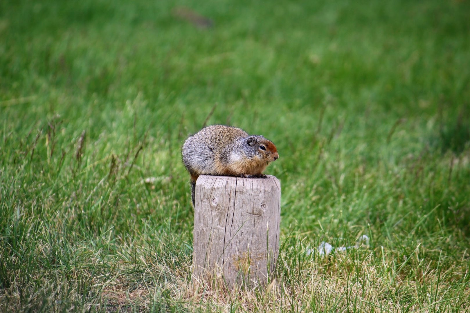 Columbian Ground Squirrel