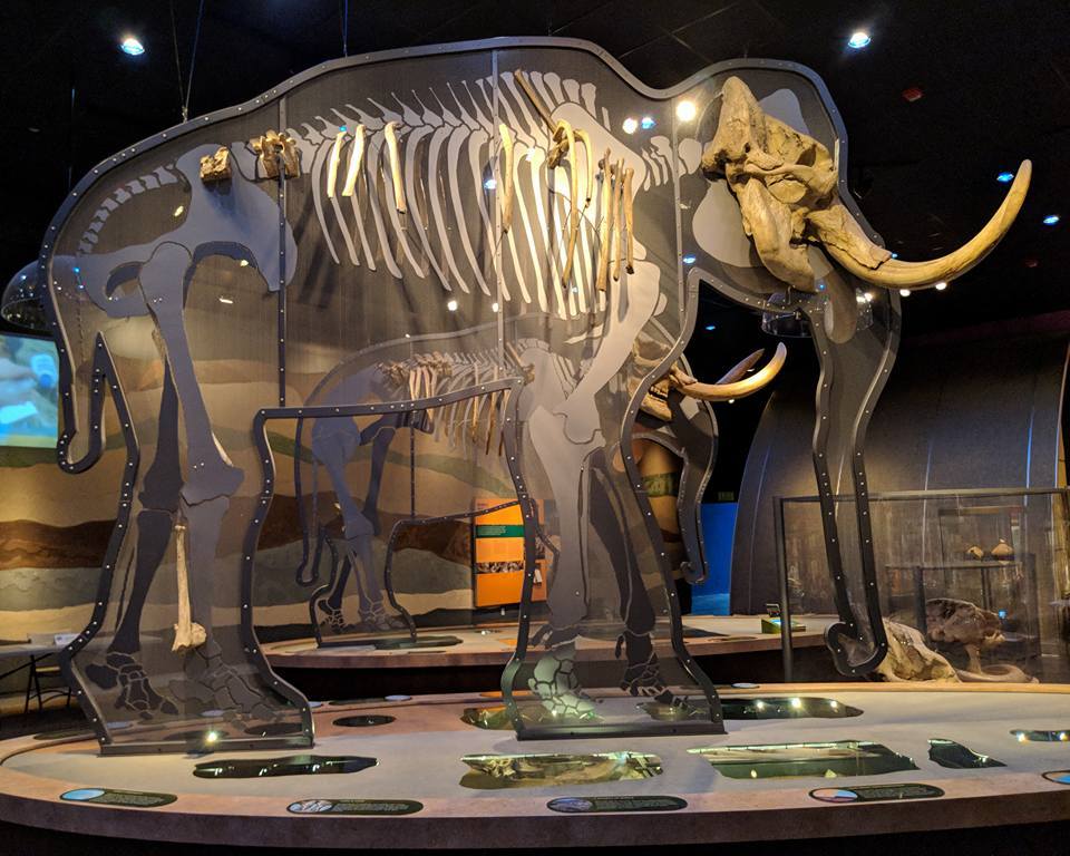 Columbian mammoth (Mammuthis columbi) skeletal mount