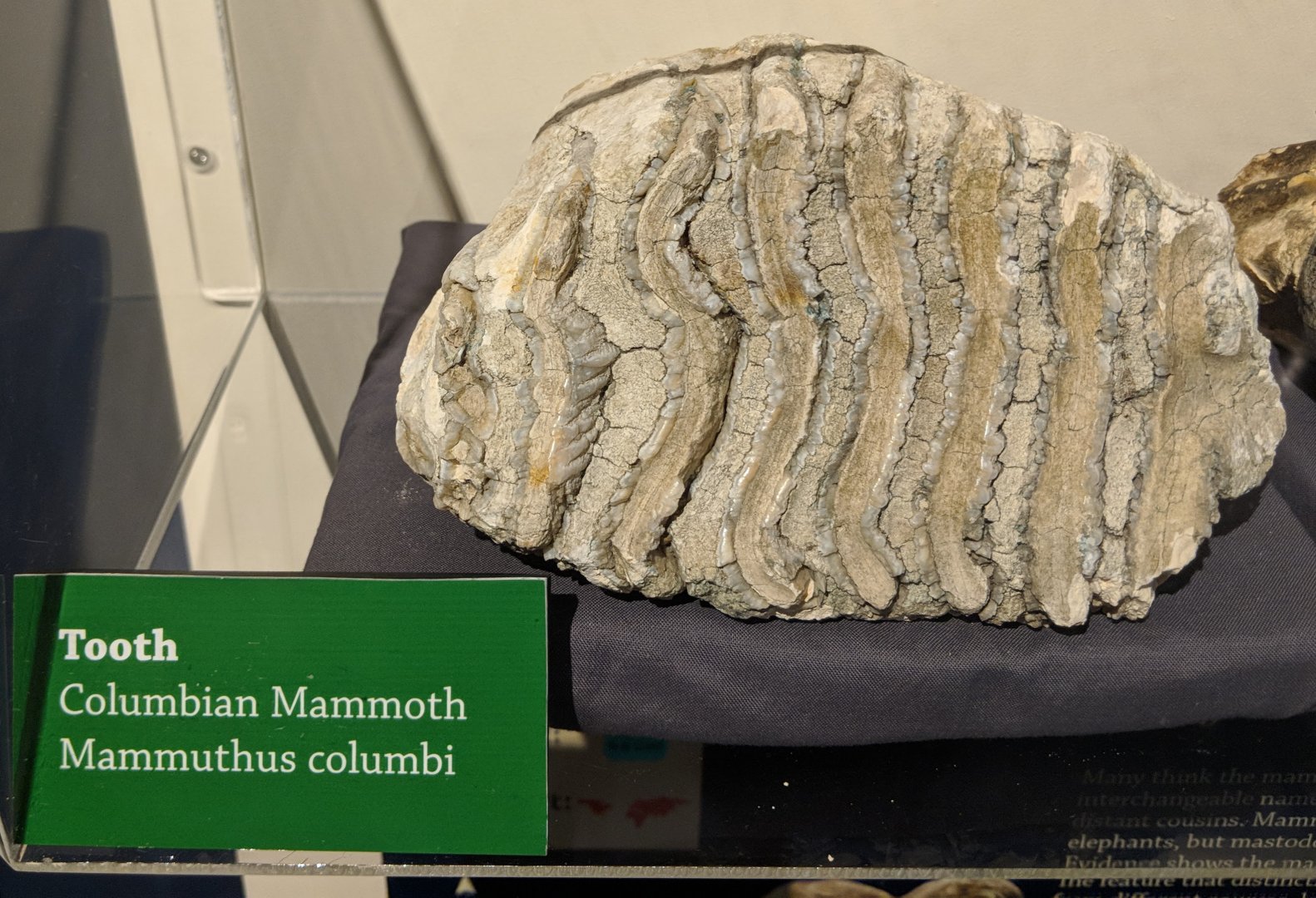 Columbian mammoth (Mammuthus columbi) molar