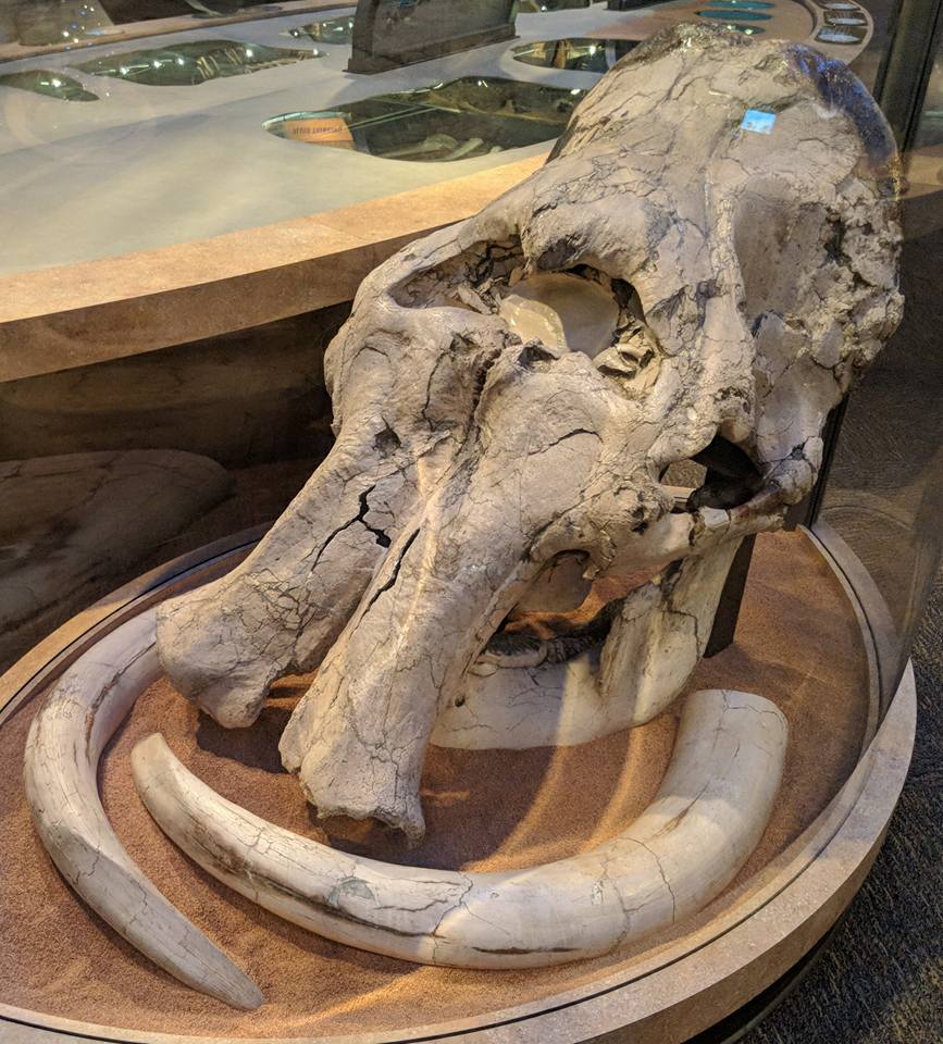 Columbian mammoth (Mammuthus columbi) skull and tusks