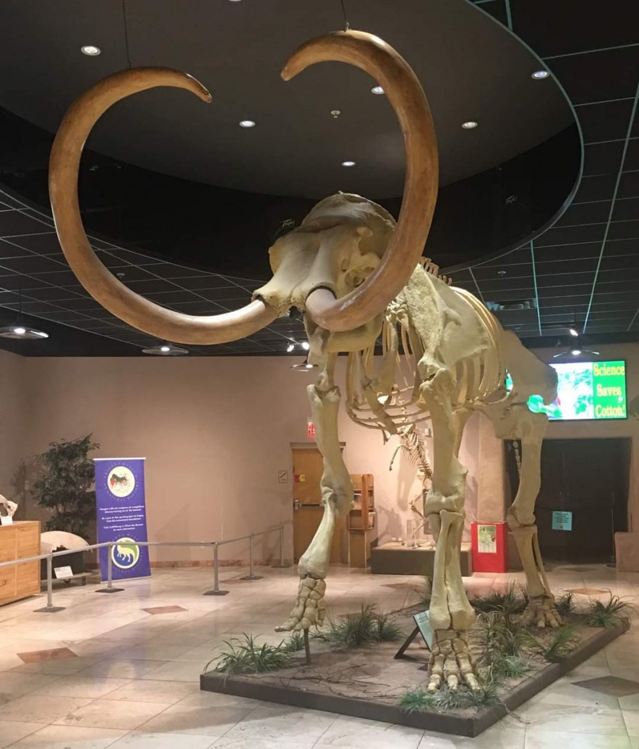 Columbian Mammoth (Mammuthus columbi)