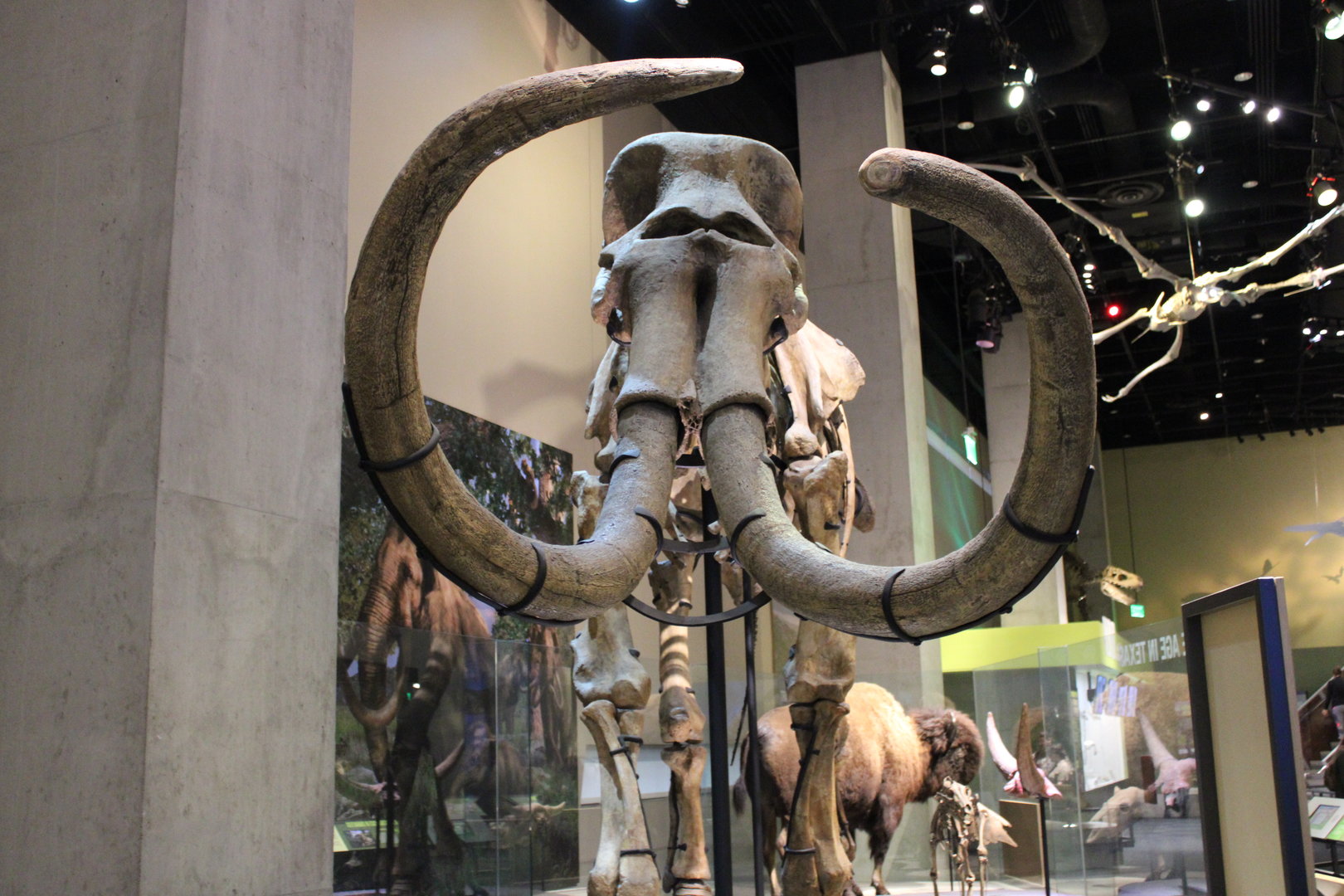 Columbian Mammoth Skeleton (Mammuthus columbi)