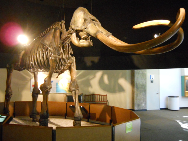 Columbian mammoth
