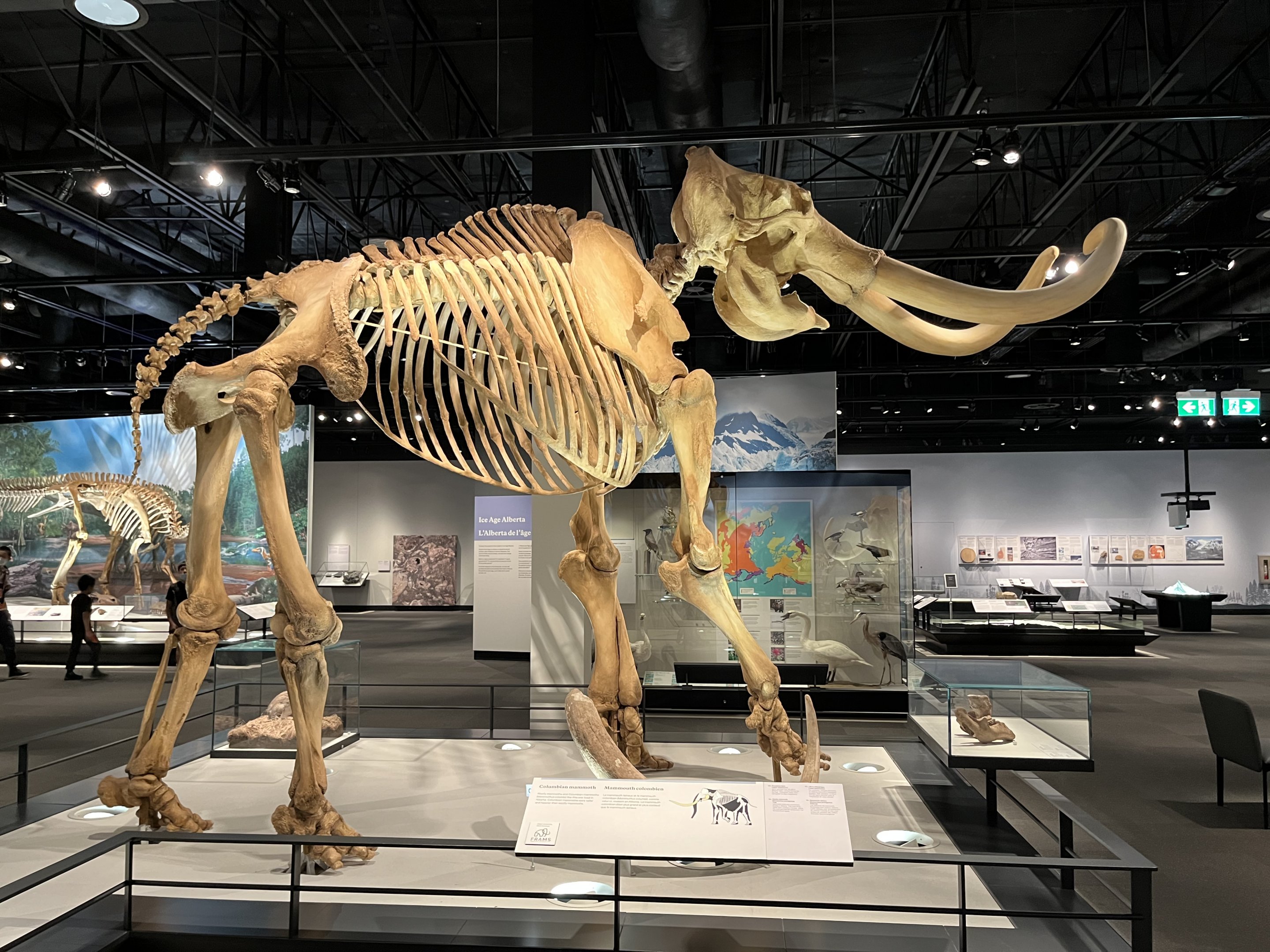 Columbian Mammoth