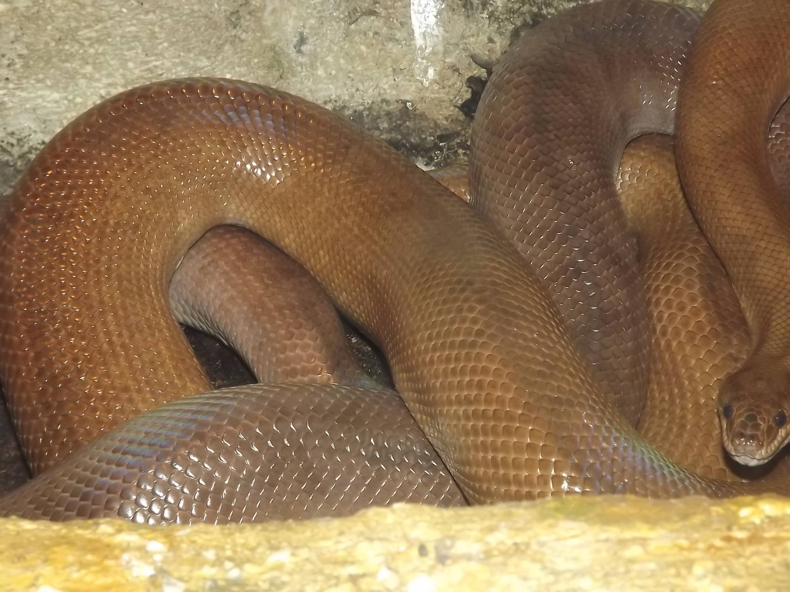 Columbian Rainbow Boa at Knowsley Safari Park 08/09/12