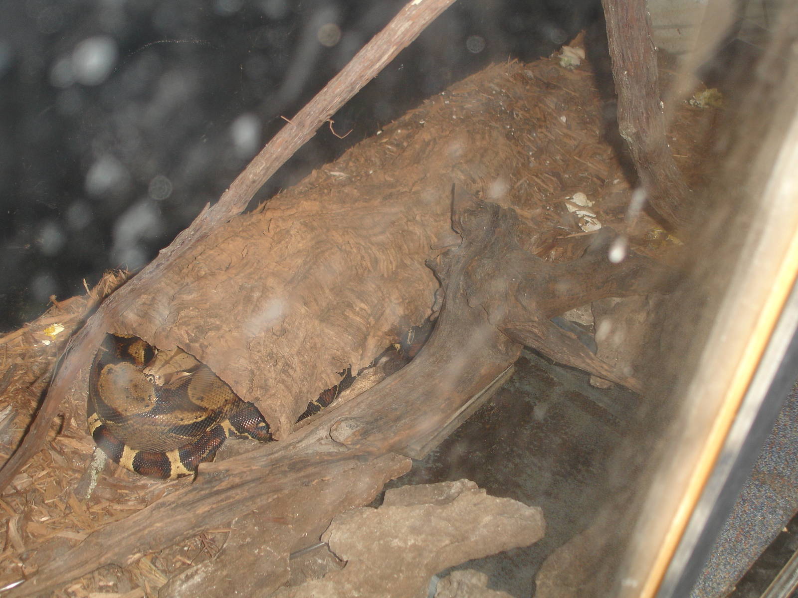 Columbian Red-Tail Boa