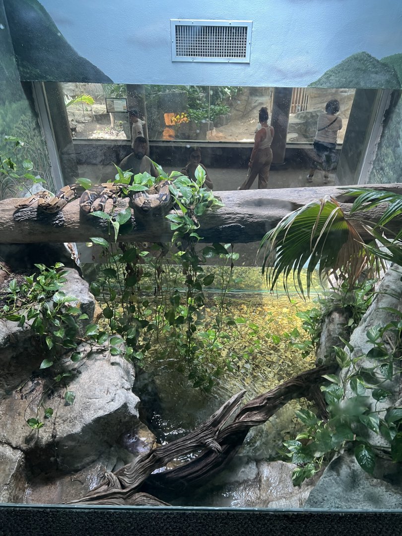 Columbian Red-Tailed Boa Constrictor Exhibit