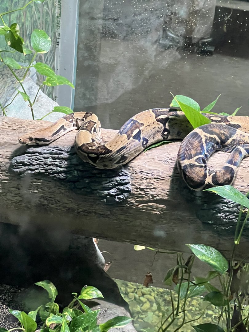 Columbian Red-Tailed Boa Constrictor