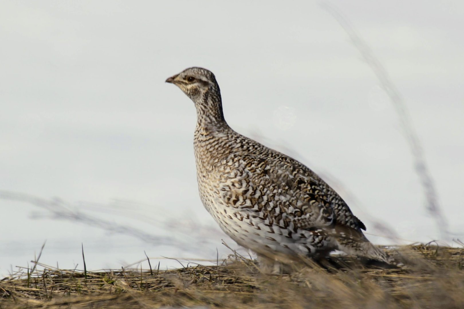 Columbian Sharp-tailed Grouse (Tympanuchus phasianellus columbianus)