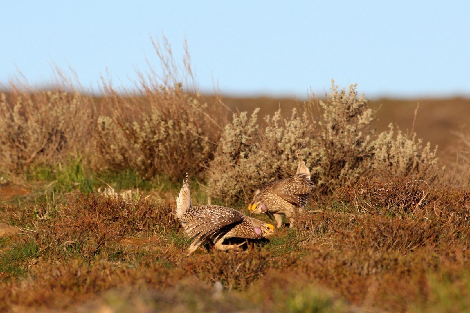 Columbian Sharp-tailed Grouse