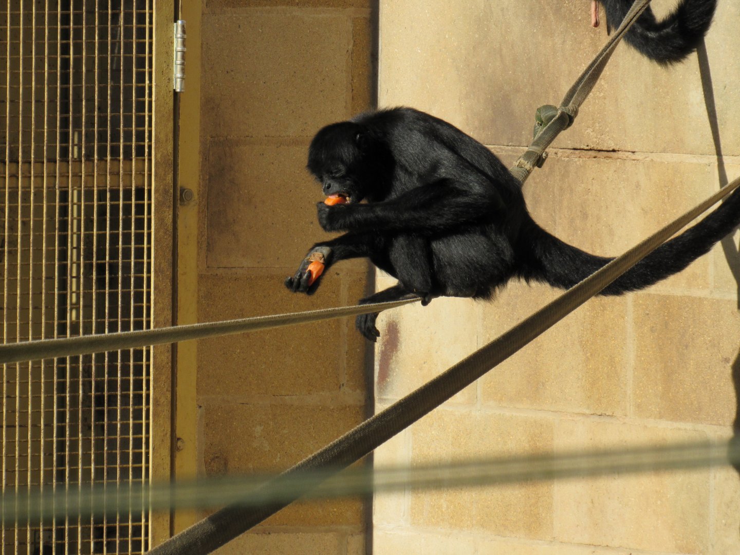 Columbian Spider Monkey