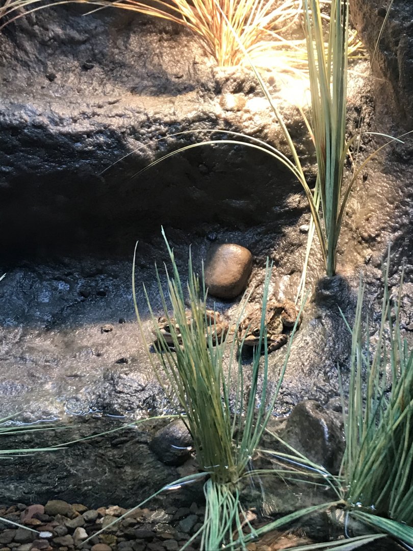 Columbian Spotted Frogs