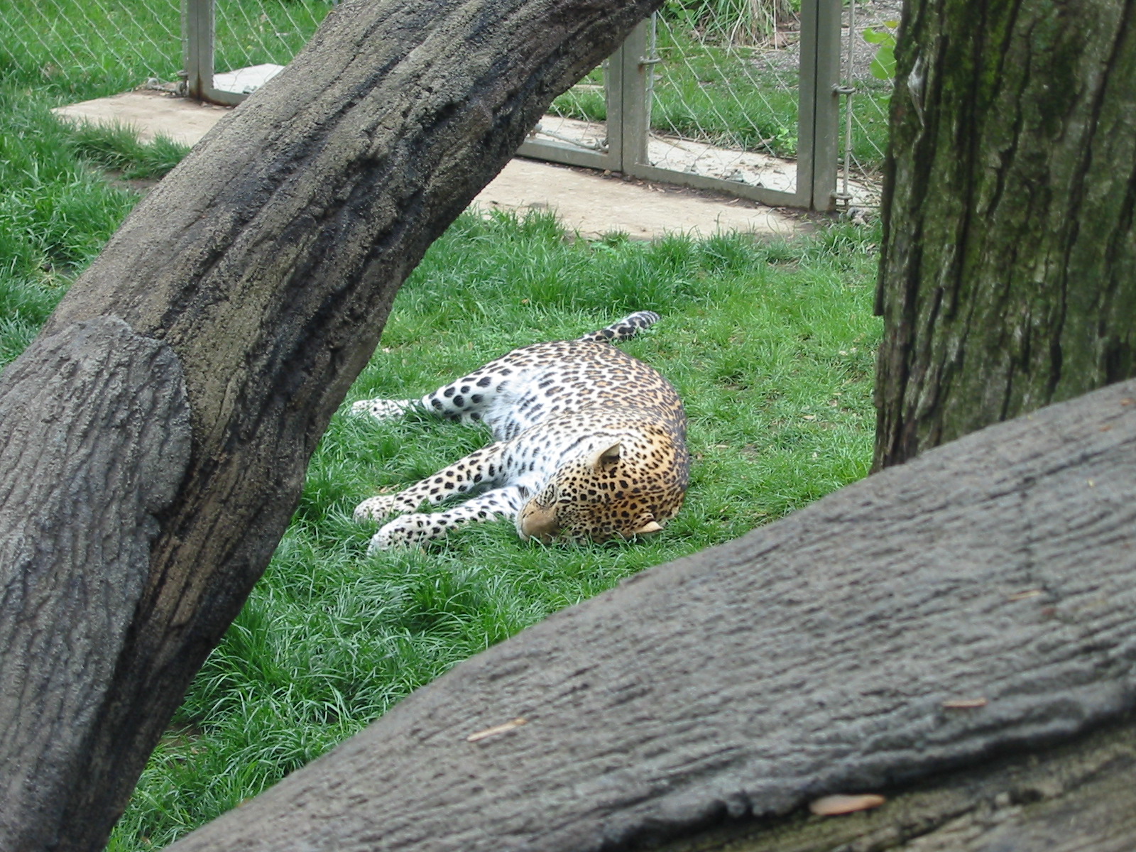 Columbus Zoo 2003 - African Leopard