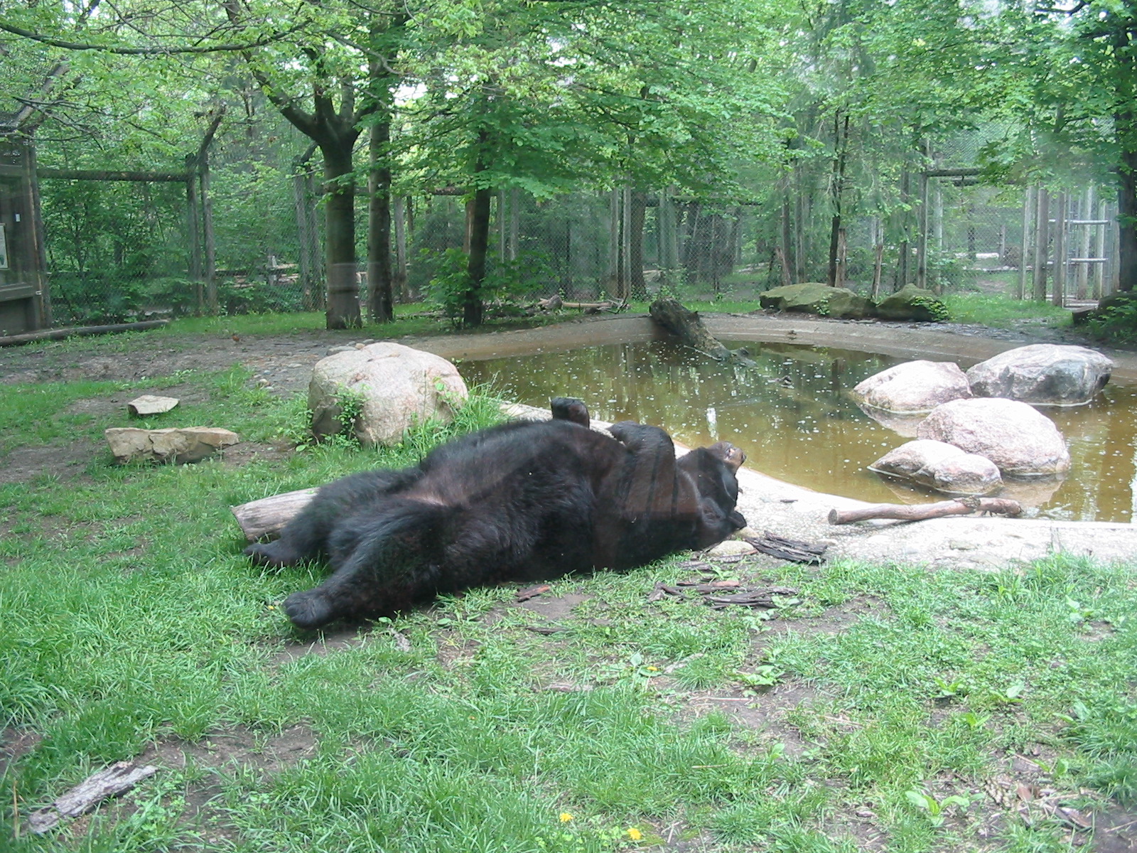 Columbus Zoo 2003 - Black Bear in the great North America section