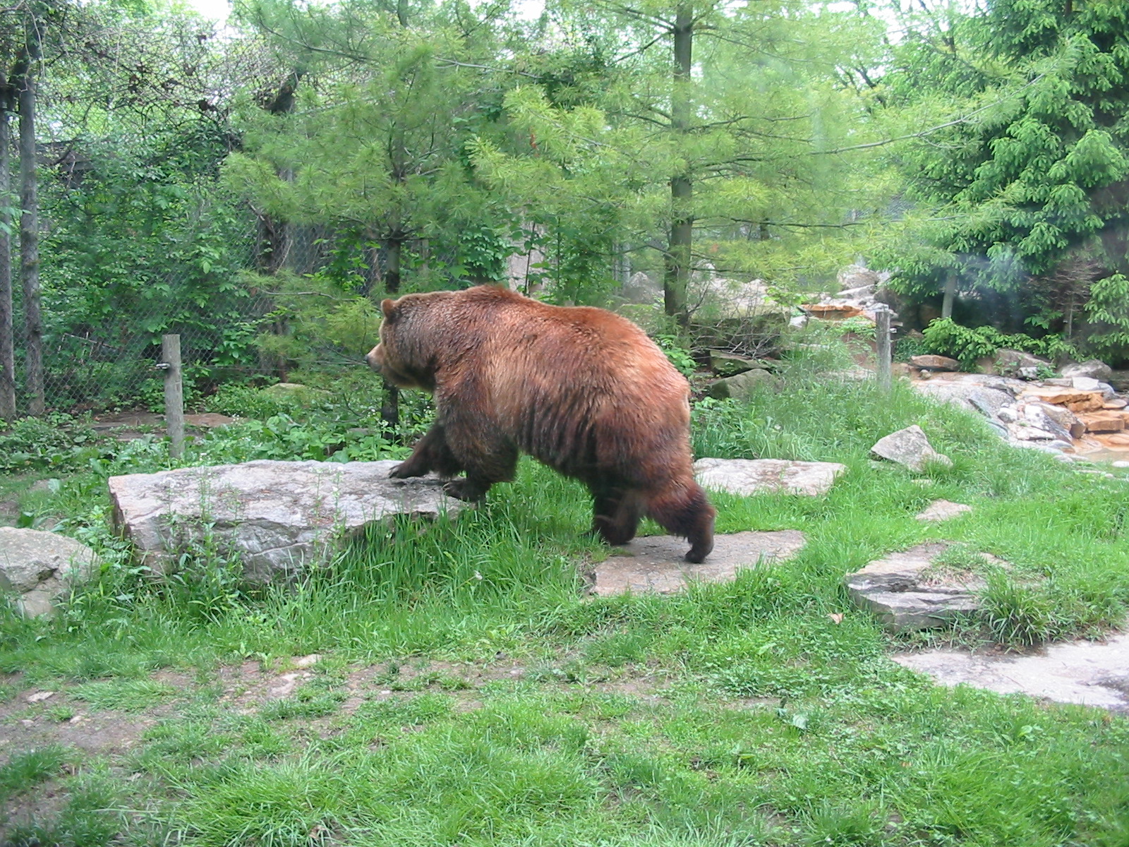 Columbus Zoo 2003 - Grizzly Bear in the great North America section