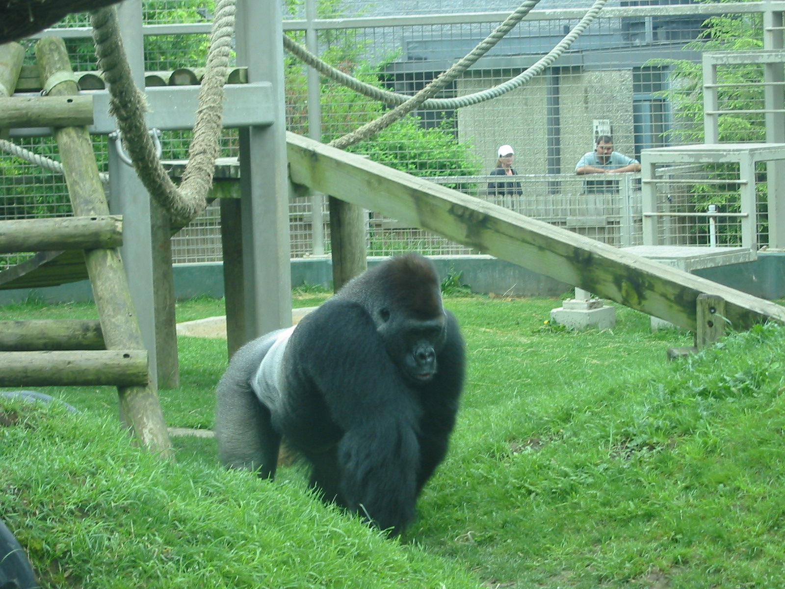 Columbus Zoo 2003 - Majestic Silverback Gorilla on the move