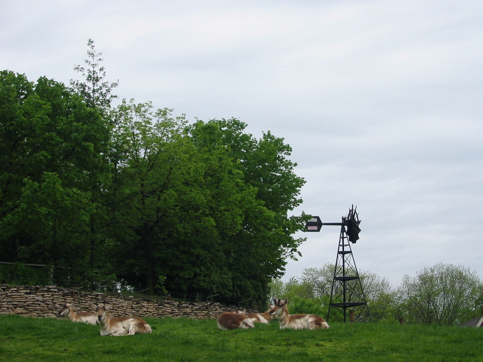 Columbus Zoo 2003 - Pronghorn in the great North America section
