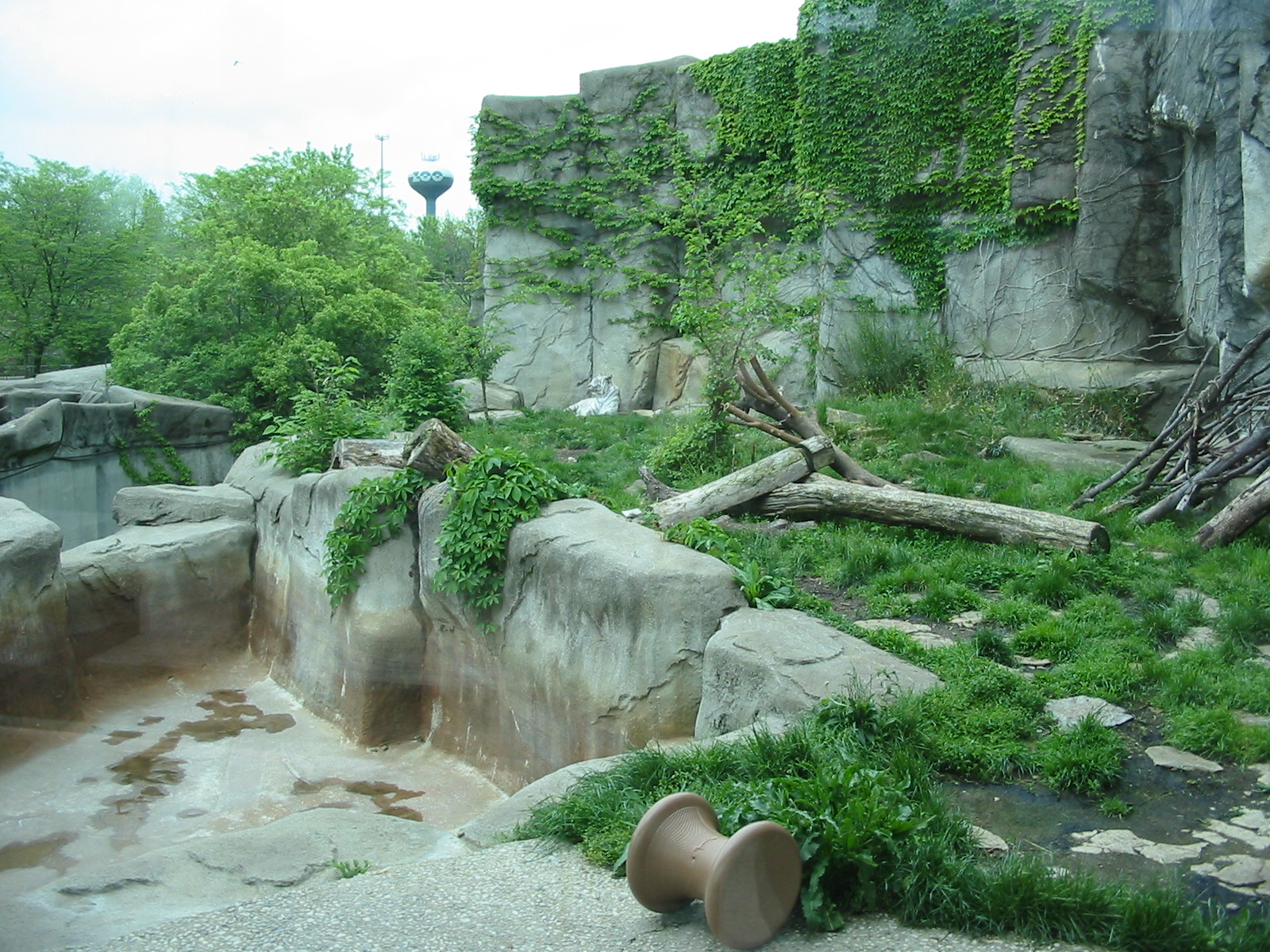 Columbus Zoo 2003 - White Tiger exhibit