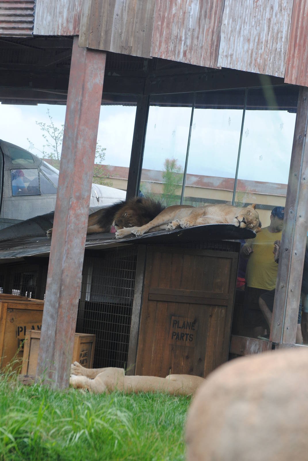 Columbus Zoo 2015 - African Lions
