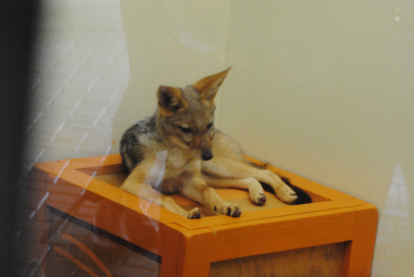 Columbus Zoo 2015 - Black-Backed Jackal Pup
