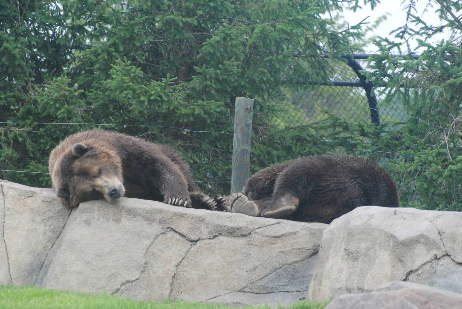 Columbus Zoo 2015 - Buckeye & Brutus