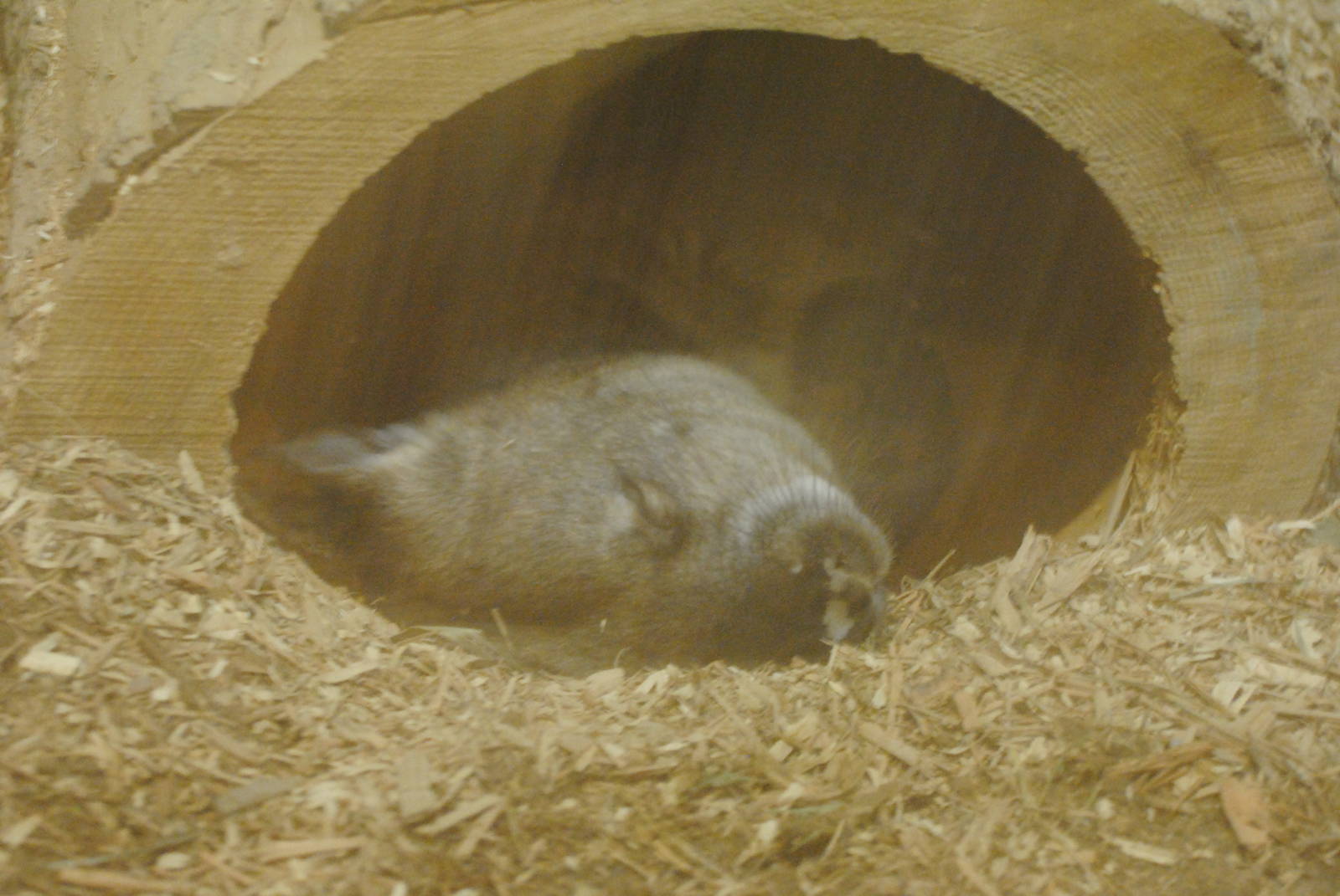 Columbus Zoo 2015 - Glenn