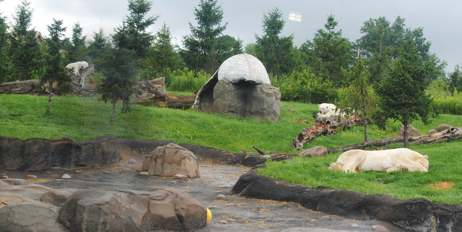 Columbus Zoo 2015 - Nanuq, Anana, Aurora