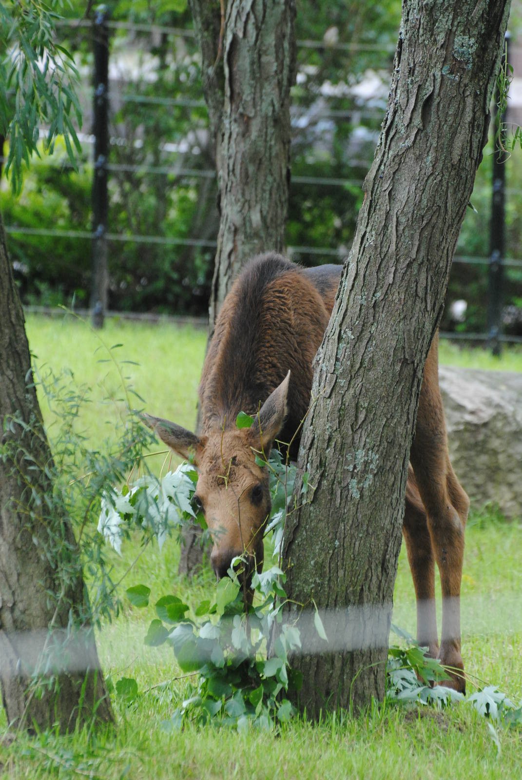 Columbus Zoo 2015 - Ojibwe
