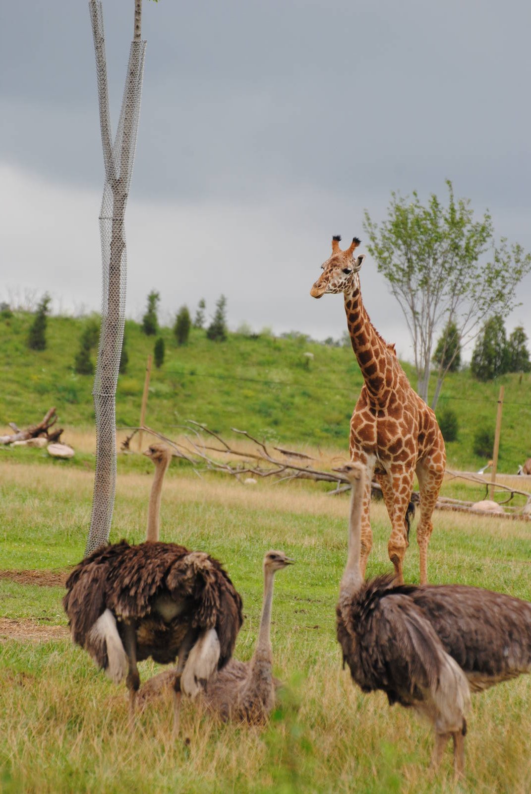 Columbus Zoo 2015 - Savanna