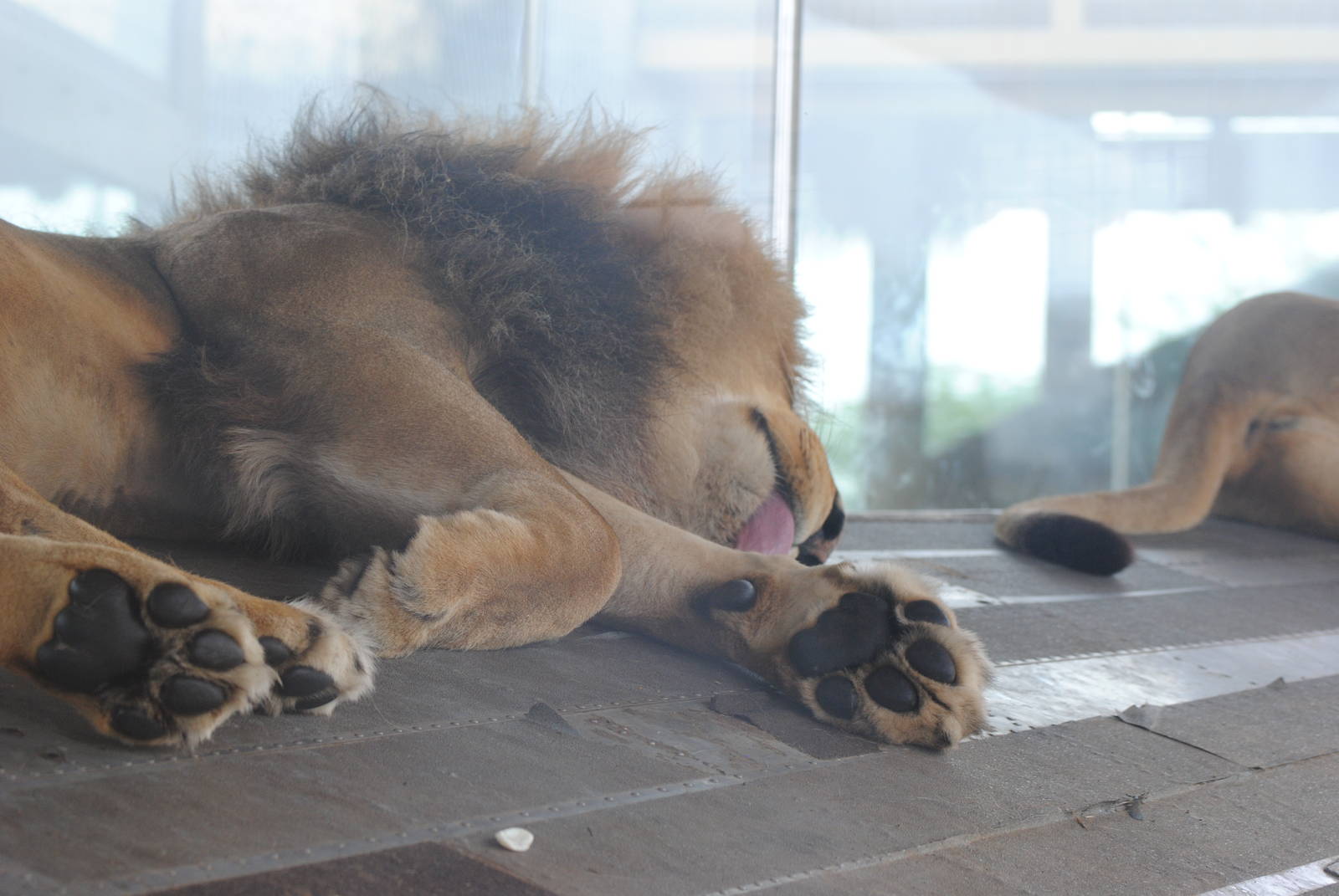 Columbus Zoo 2015 - Tomo