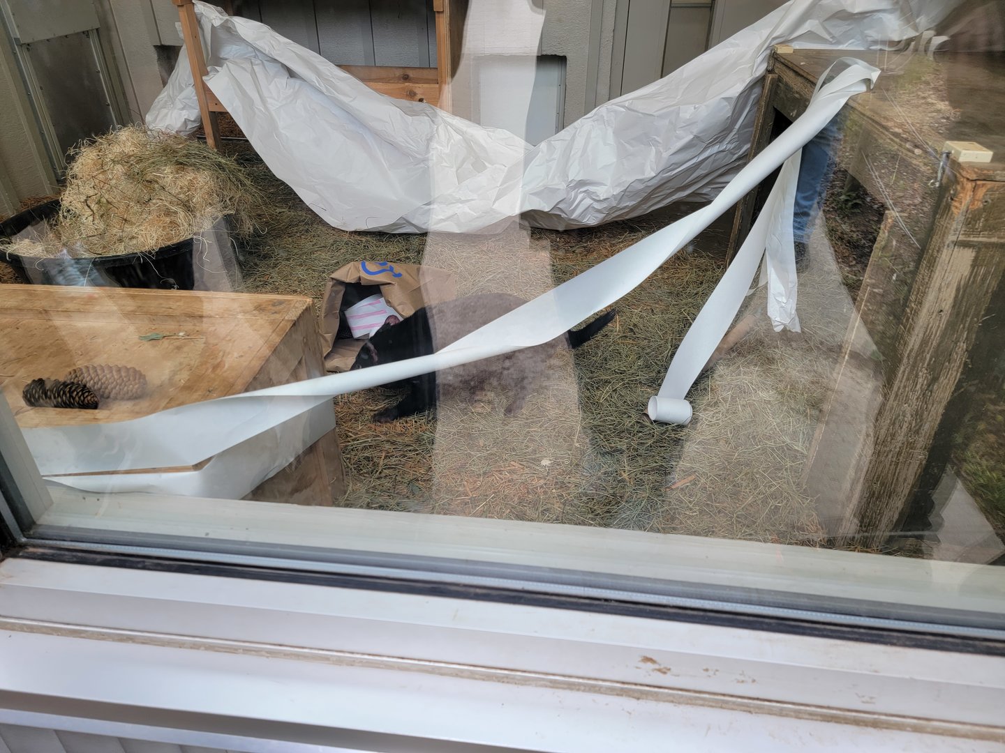 Columbus Zoo - A Tasmanian devil making a very brief appearance