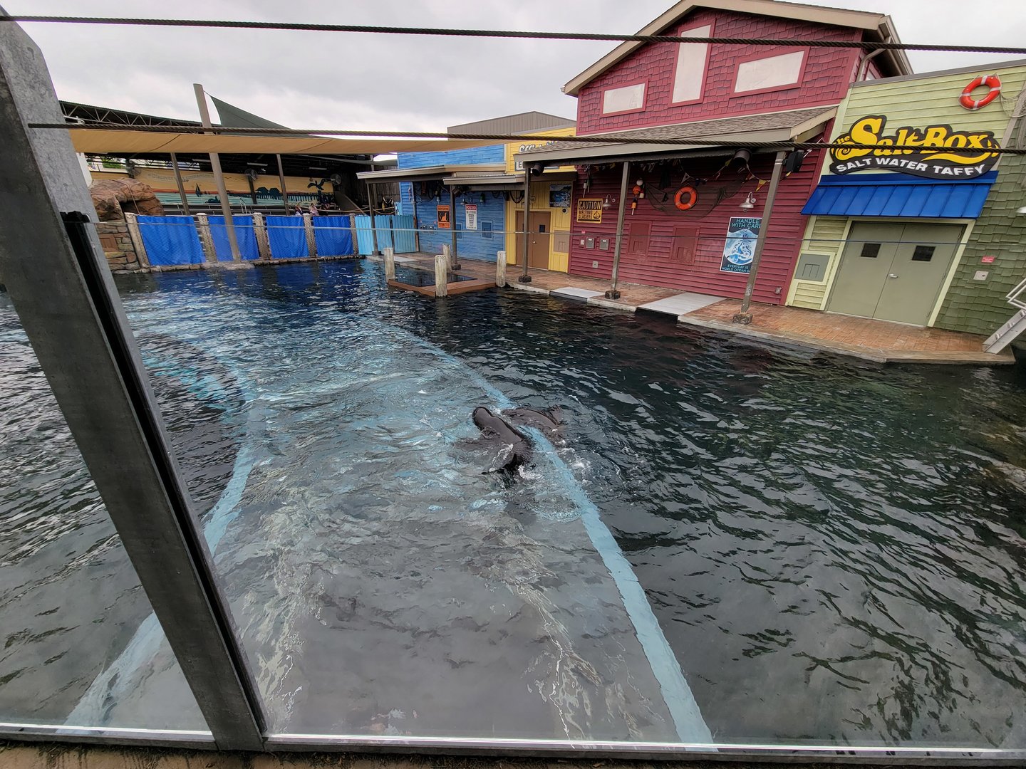 Columbus Zoo - Adventure Cove, sea lions playing above the tunnel