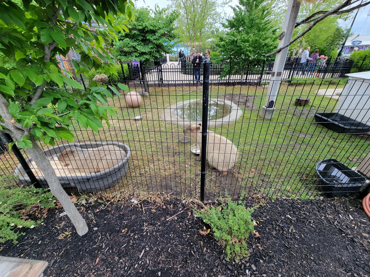 Columbus Zoo - Animal Encounters Village, capybara yard