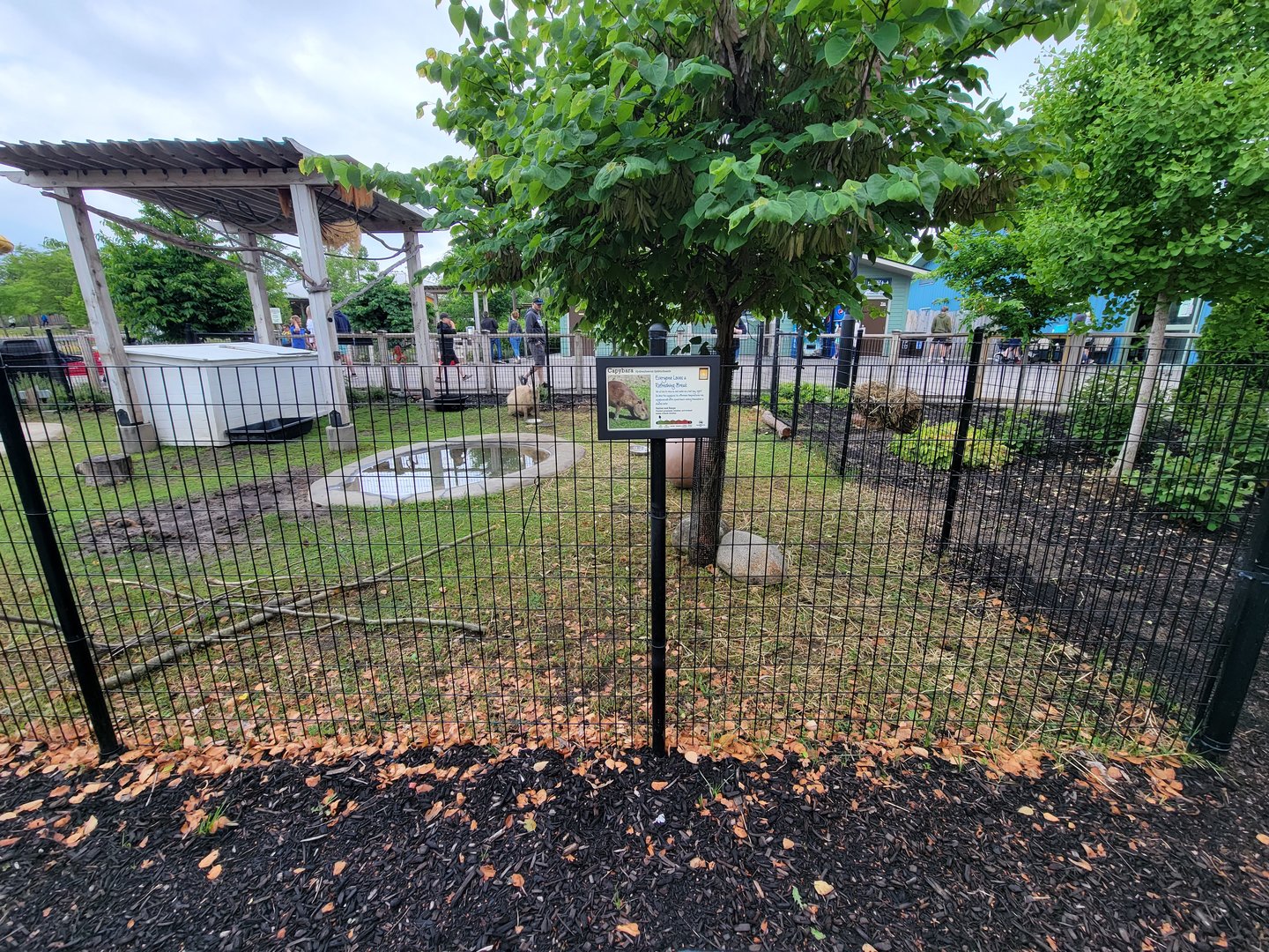 Columbus Zoo - Animal Encounters Village, capybara yard