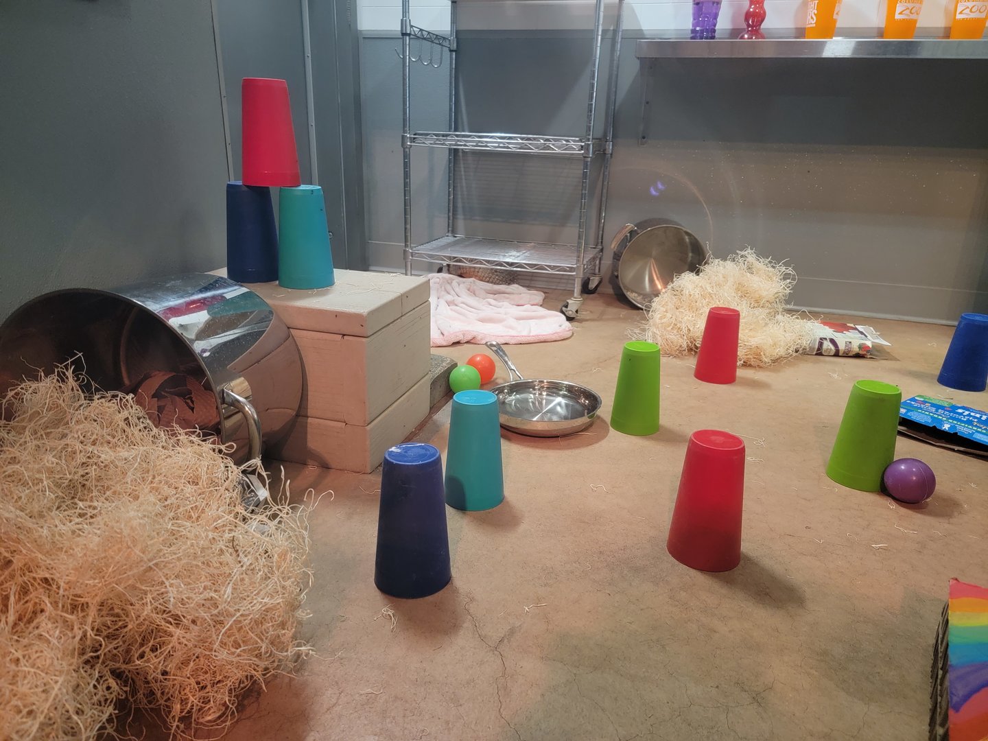 Columbus Zoo - Animal Encounters Village, find the armadillo :)