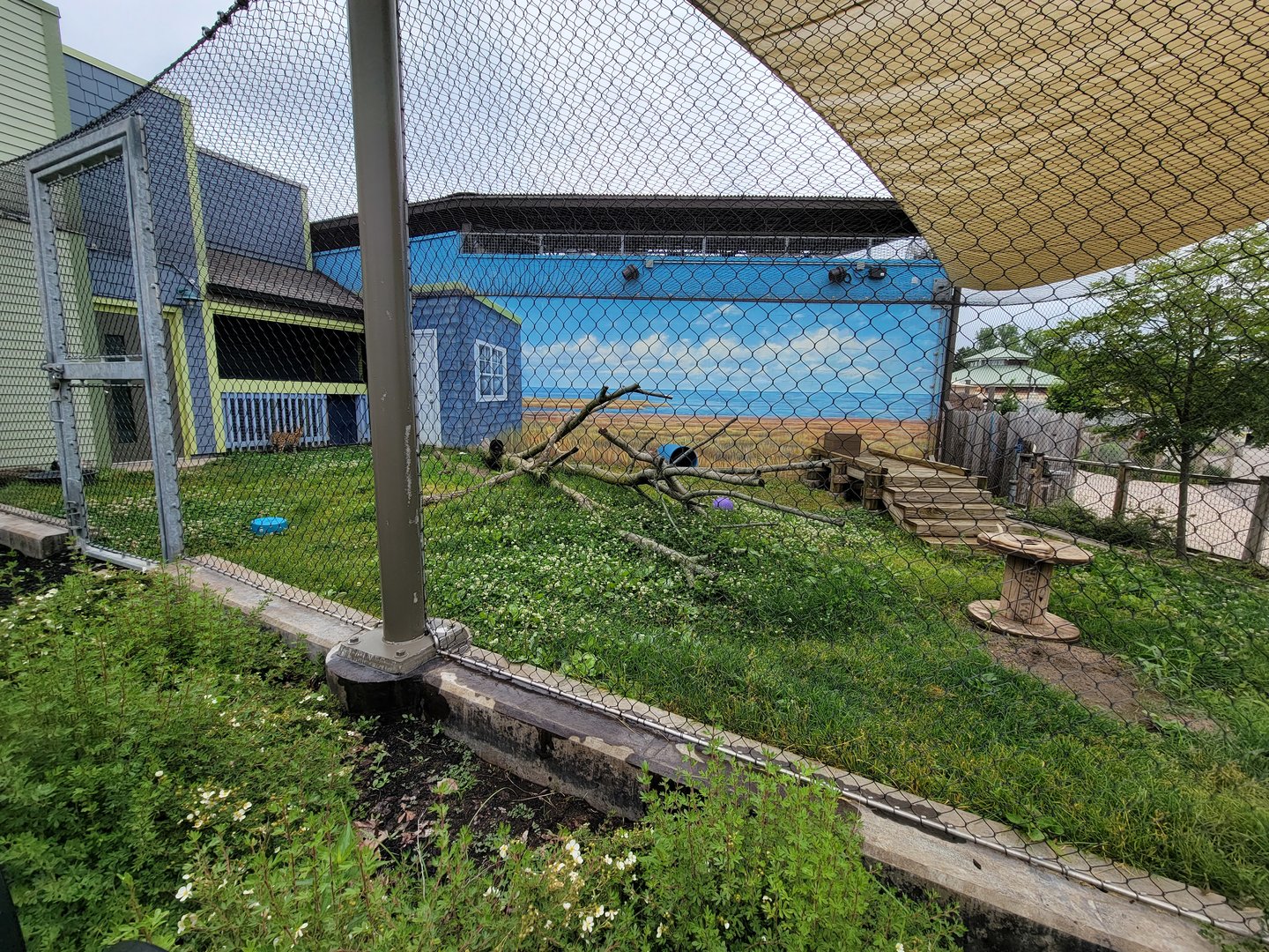Columbus Zoo - Animal Encounters Village, largest outdoor yard, with serval