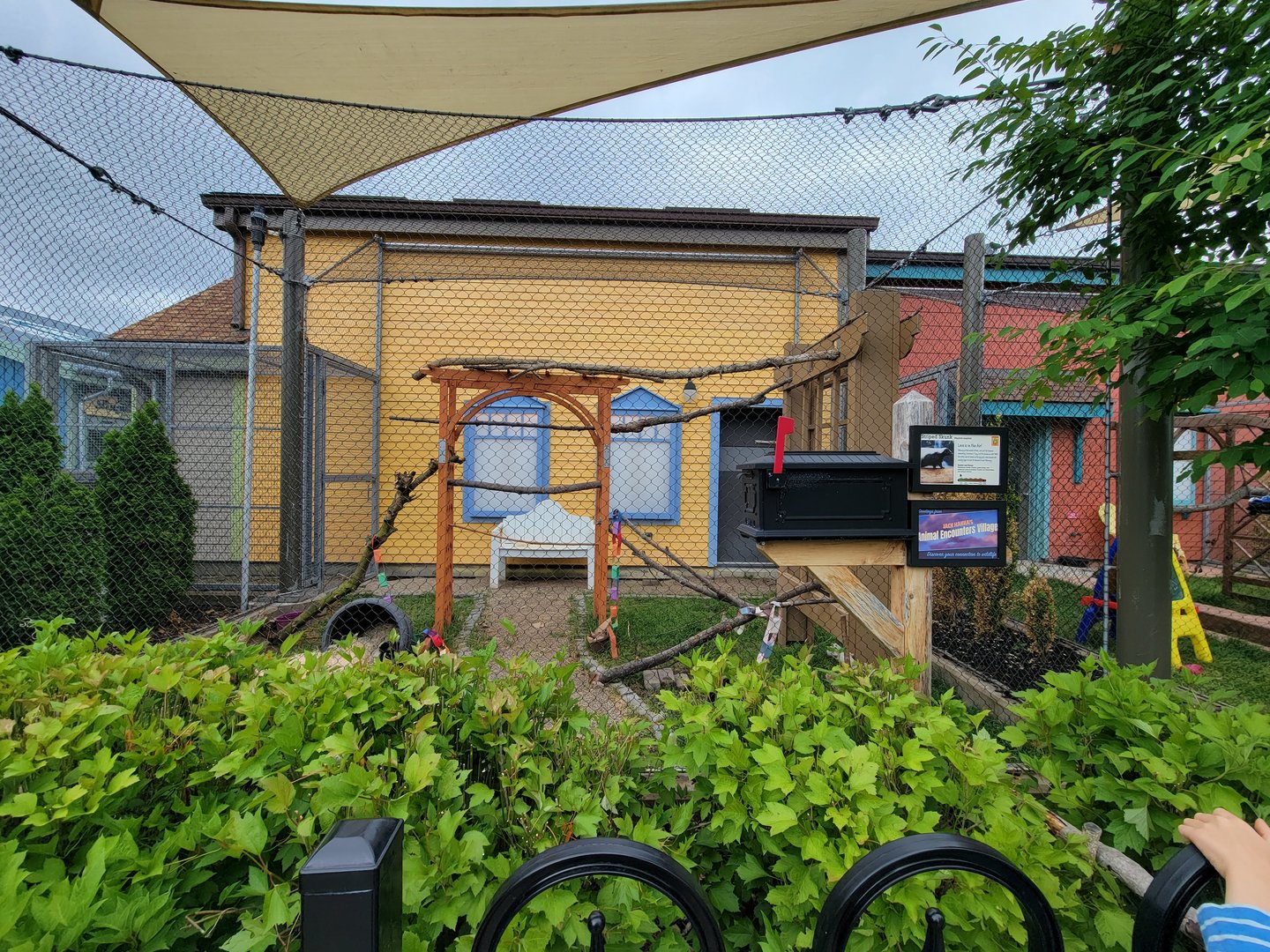 Columbus Zoo - Animal Encounters Village, left outdoor area, holding a pair of striped skunks