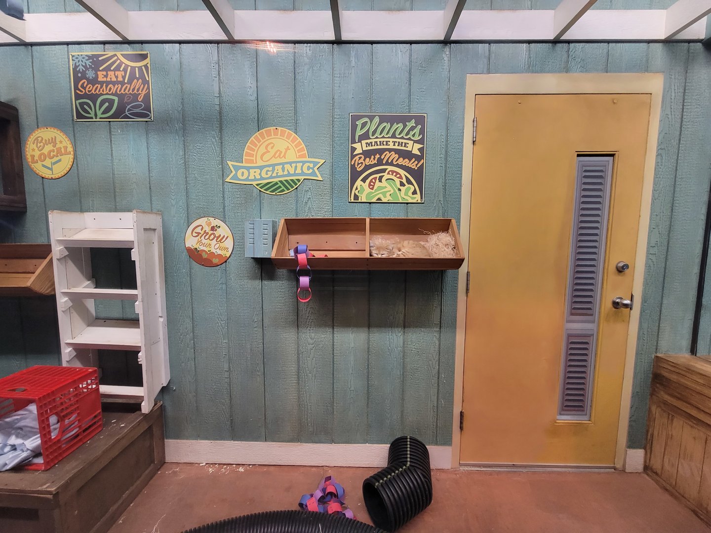 Columbus Zoo - Animal Encounters Village, sand cats