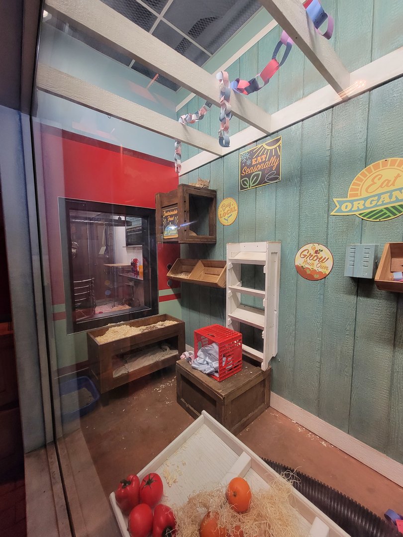 Columbus Zoo - Animal Encounters Village, sand cats